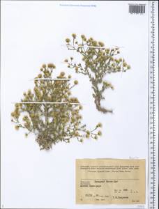 Pulicaria gnaphalodes (Vent.) Boiss., Middle Asia, Kopet Dag, Badkhyz, Small & Great Balkhan (M1) (Turkmenistan)