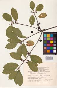 Frangula alnus Mill., Eastern Europe, Western region (E3) (Russia)