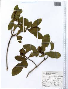 Pittosporum viridiflorum Sims, Africa (AFR) (Ethiopia)