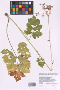 Heracleum sphondylium L., Eastern Europe, North-Western region (E2) (Russia)