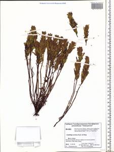 Castilleja arctica Krylov & Serg., Siberia, Central Siberia (S3) (Russia)