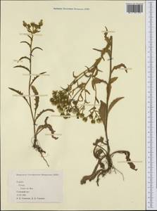 Asteraceae, Western Europe (EUR) (Spain)