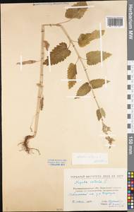 Nepeta cataria L., Eastern Europe, North Ukrainian region (E11) (Ukraine)