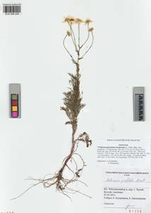 Tripleurospermum inodorum (L.) Sch.-Bip, Siberia, Altai & Sayany Mountains (S2) (Russia)