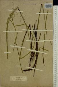 Equisetum fluviatile L., Eastern Europe, Middle Volga region (E8) (Russia)