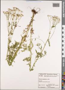 Achillea impatiens L., Siberia, Central Siberia (S3) (Russia)