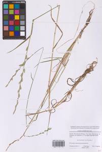 Lolium multiflorum Lam., Eastern Europe, Moscow region (E4a) (Russia)