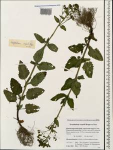 Scrophularia scopolii Hoppe, Caucasus, Krasnodar Krai & Adygea (K1a) (Russia)