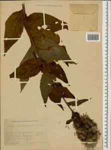 Cirsium pseudopersonata subsp. kusnezowianum (Sommier & Levier) Petr., Caucasus, Krasnodar Krai & Adygea (K1a) (Russia)