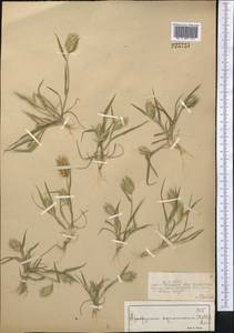 Eremopyrum bonaepartis (Spreng.) Nevski, Middle Asia, Syr-Darian deserts & Kyzylkum (M7) (Kazakhstan)