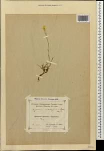 Erysimum substrigosum (Rupr.) N. Busch, Caucasus, Dagestan (K2) (Russia)