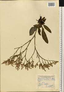 Goniolimon tataricum (L.) Boiss., Eastern Europe, Central forest-and-steppe region (E6) (Russia)