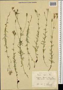 Crupina vulgaris (Pers.) Cass., Caucasus, Black Sea Shore (from Novorossiysk to Adler) (K3) (Russia)