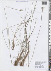 Eriophorum vaginatum L., Eastern Europe, Middle Volga region (E8) (Russia)