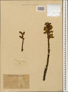 Orobanche, Caucasus, Krasnodar Krai & Adygea (K1a) (Russia)
