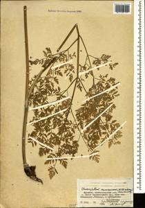 Chaerophyllum macrospermum (Willd. ex Spreng.) Fisch. & C. A. Mey., Caucasus, Armenia (K5) (Armenia)