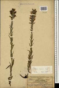 Pontechium maculatum (L.) Böhle & Hilger, Caucasus, Azerbaijan (K6) (Azerbaijan)