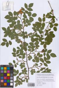 Rosa subcanina (Christ) Dalla Torre & Sarnth., Eastern Europe, Moscow region (E4a) (Russia)