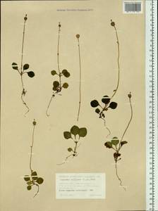 Moneses uniflora (L.) A. Gray, Siberia, Western Siberia (S1) (Russia)