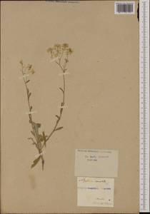 Myagrum perfoliatum L., Western Europe (EUR) (Austria)