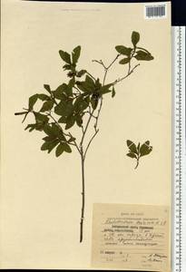 Rhododendron dauricum L., Siberia, Russian Far East (S6) (Russia)