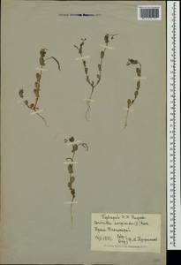 Coronilla scorpioides (L.) W.D.J.Koch, Crimea (KRYM) (Russia)