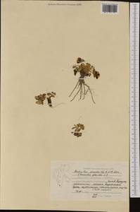 Ranunculus glacialis L., Western Europe (EUR) (Norway)