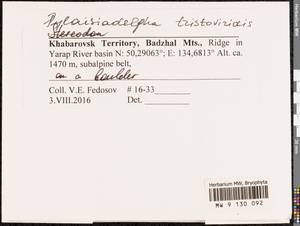 Pylaisiadelpha tristoviridis (Broth.) Afonina, H. Tsubota & Ignatova, Bryophytes, Bryophytes - Russian Far East (excl. Chukotka & Kamchatka) (B20) (Russia)