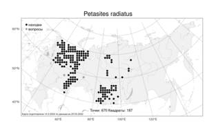 Petasites radiatus (J. F. Gmel.) J. Toman, Atlas of the Russian Flora (FLORUS) (Russia)
