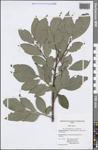 Salix caprea L., Eastern Europe, North-Western region (E2) (Russia)