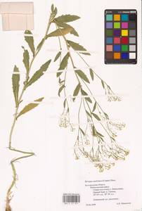 Rorippa austriaca (Crantz) Besser, Eastern Europe, Central forest-and-steppe region (E6) (Russia)