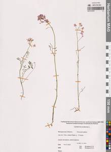 Cardamine pratensis L., Siberia, Chukotka & Kamchatka (S7) (Russia)