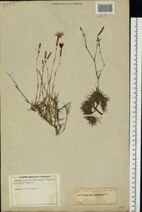 Dianthus arenarius L., Eastern Europe, North-Western region (E2) (Russia)