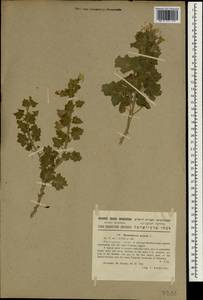 Hyoscyamus aureus L., South Asia, South Asia (Asia outside ex-Soviet states and Mongolia) (ASIA) (Israel)