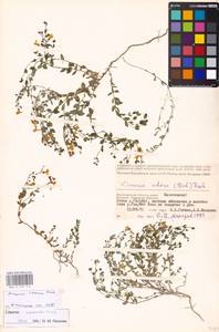 MHA 0 159 173, Linaria cretacea Fisch. ex Spreng., Eastern Europe, Lower Volga region (E9) (Russia)