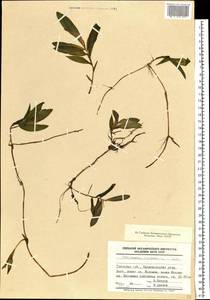 Potamogeton gramineus L., Eastern Europe, North-Western region (E2) (Russia)