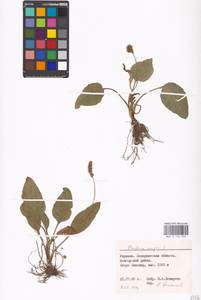 Plantago major L., Eastern Europe, West Ukrainian region (E13) (Ukraine)