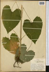 Lunaria rediviva L., Eastern Europe, Moscow region (E4a) (Russia)