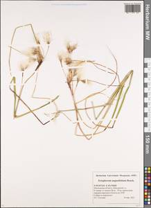 Eriophorum angustifolium Honck., Eastern Europe, Moscow region (E4a) (Russia)