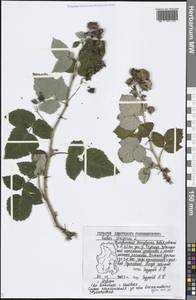 Rubus sachalinensis H. Lév., Eastern Europe, Volga-Kama region (E7) (Russia)