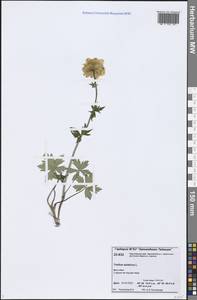 Trollius asiaticus L., Siberia, Central Siberia (S3) (Russia)