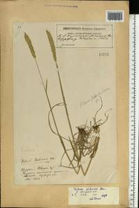 Phleum phleoides (L.) H.Karst., Eastern Europe, North-Western region (E2) (Russia)