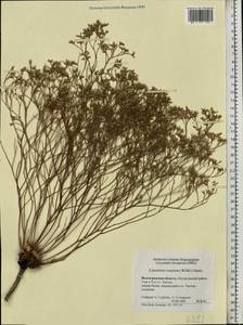 Limonium caspium (Willd.) Gams, Eastern Europe, Lower Volga region (E9) (Russia)