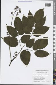 Aralia continentalis Kitag., Siberia, Russian Far East (S6) (Russia)