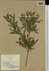 Salix purpurea L., Eastern Europe, Central region (E4) (Russia)