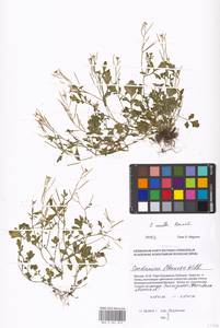 Cardamine occulta Hornem., Eastern Europe, Moscow region (E4a) (Russia)