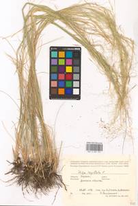 Stipa capillata L., Eastern Europe, South Ukrainian region (E12) (Ukraine)