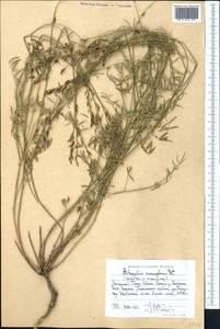 Astragalus macropterus DC., Middle Asia, Western Tian Shan & Karatau (M3) (Kyrgyzstan)