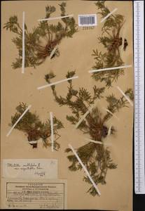 Potentilla multifida L., Middle Asia, Pamir & Pamiro-Alai (M2) (Kyrgyzstan)