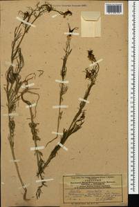 Nigella orientalis L., Caucasus, Azerbaijan (K6) (Azerbaijan)
